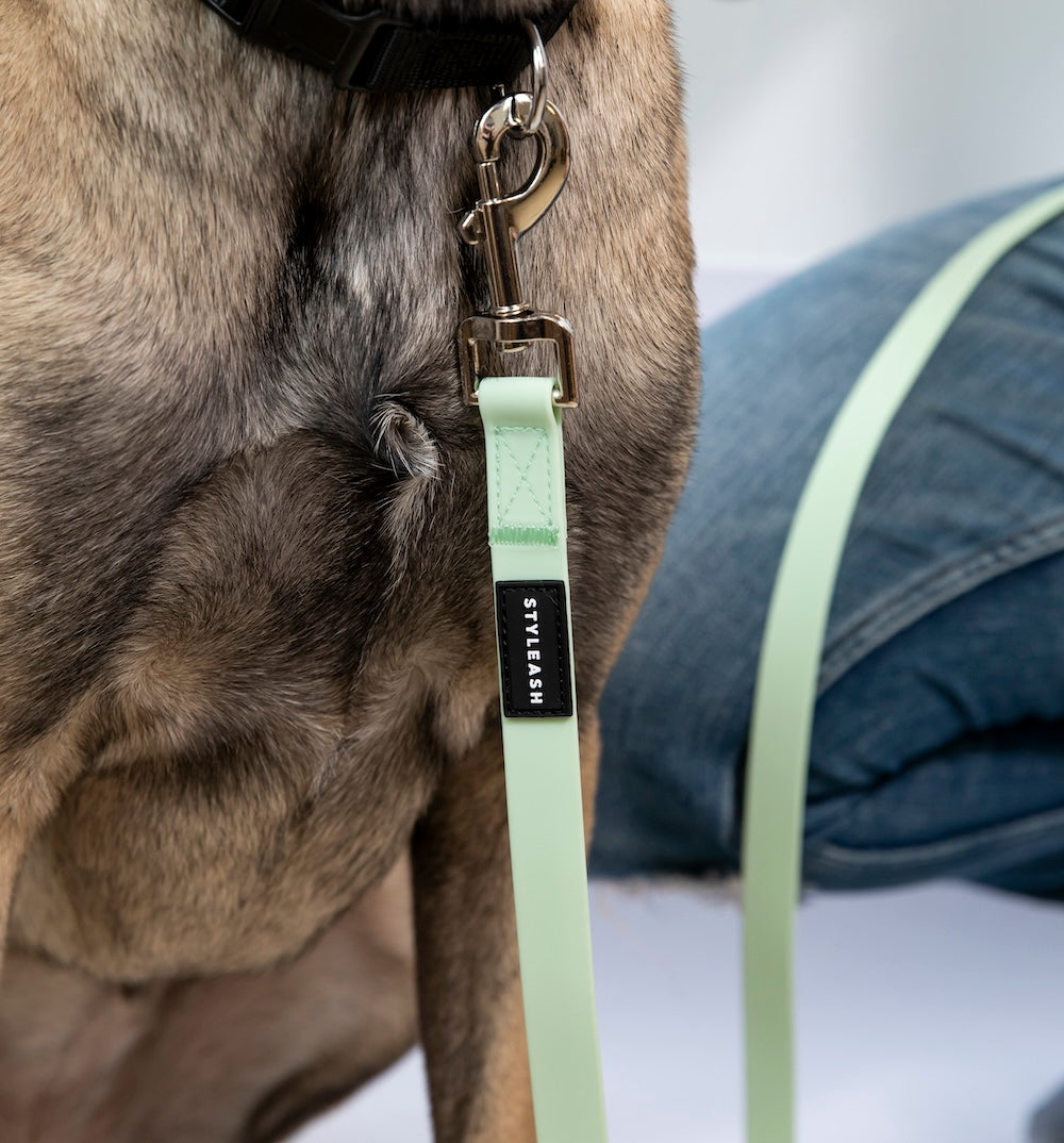 Laisse pour chien mains libres - Styleash par Camstrap