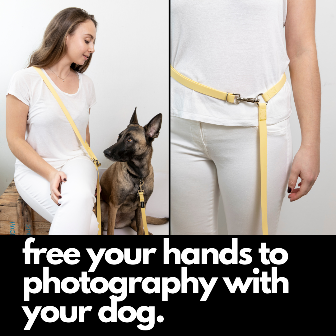 Laisse pour chien mains libres - Styleash par Camstrap
