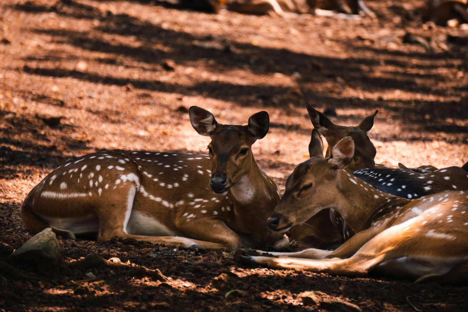 Spot deer fast on a quiet trail without spooking them — featured