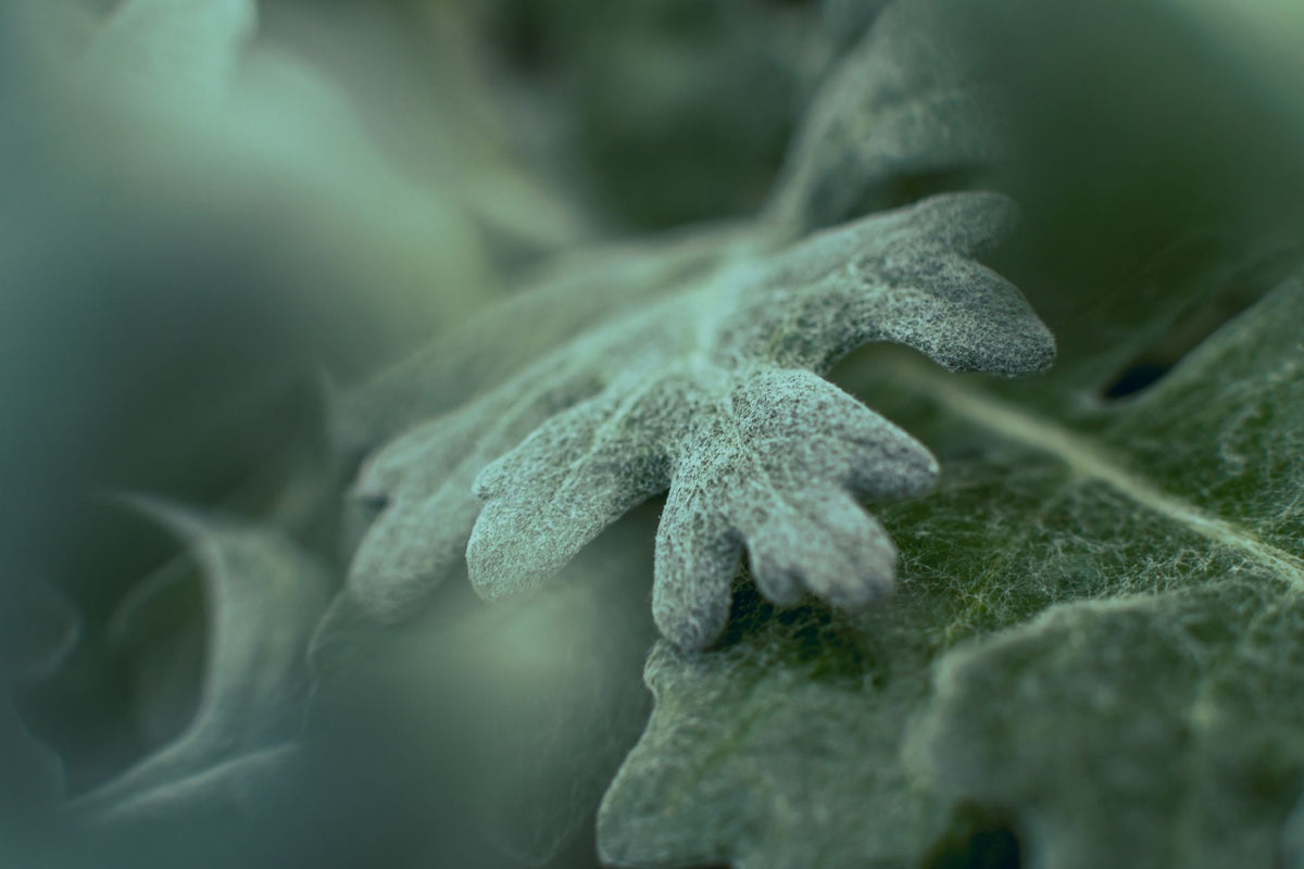 Finding clean detail in leaves, petals, and tiny textures — featured
