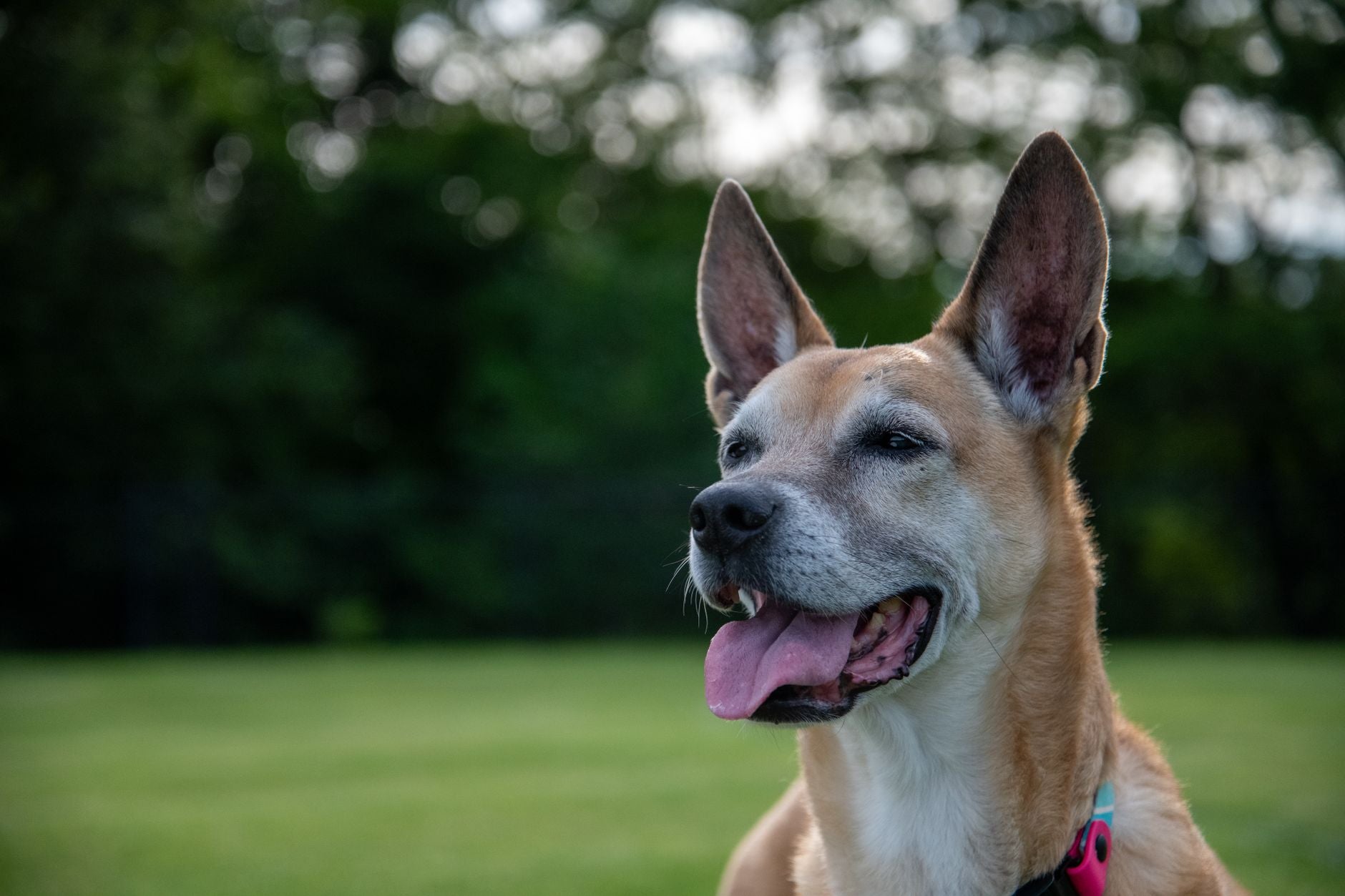 How to catch a dog’s best expression in the park — featured