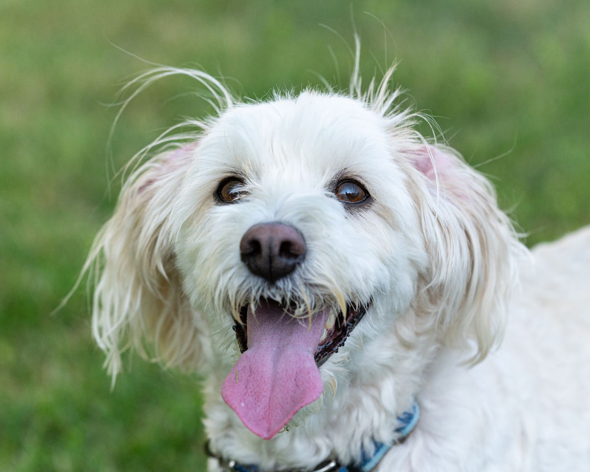 How to get a calmer dog portrait at the park — featured