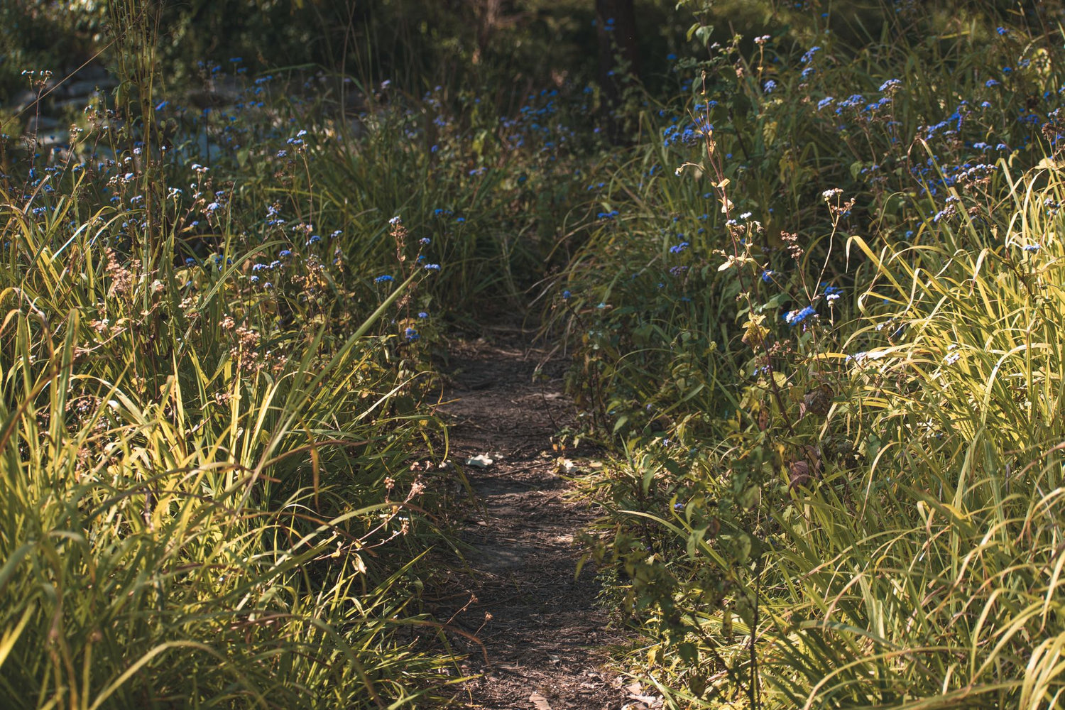 How to spot native flowers and keep backgrounds clean on walks — featured