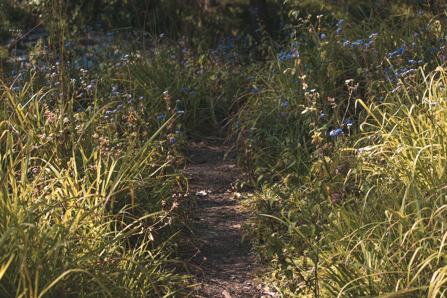 How to spot native flowers and keep backgrounds clean on walks — featured