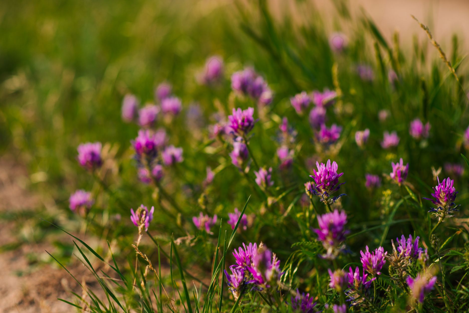 Find wildflowers that photograph cleanly along a walking trail — featured