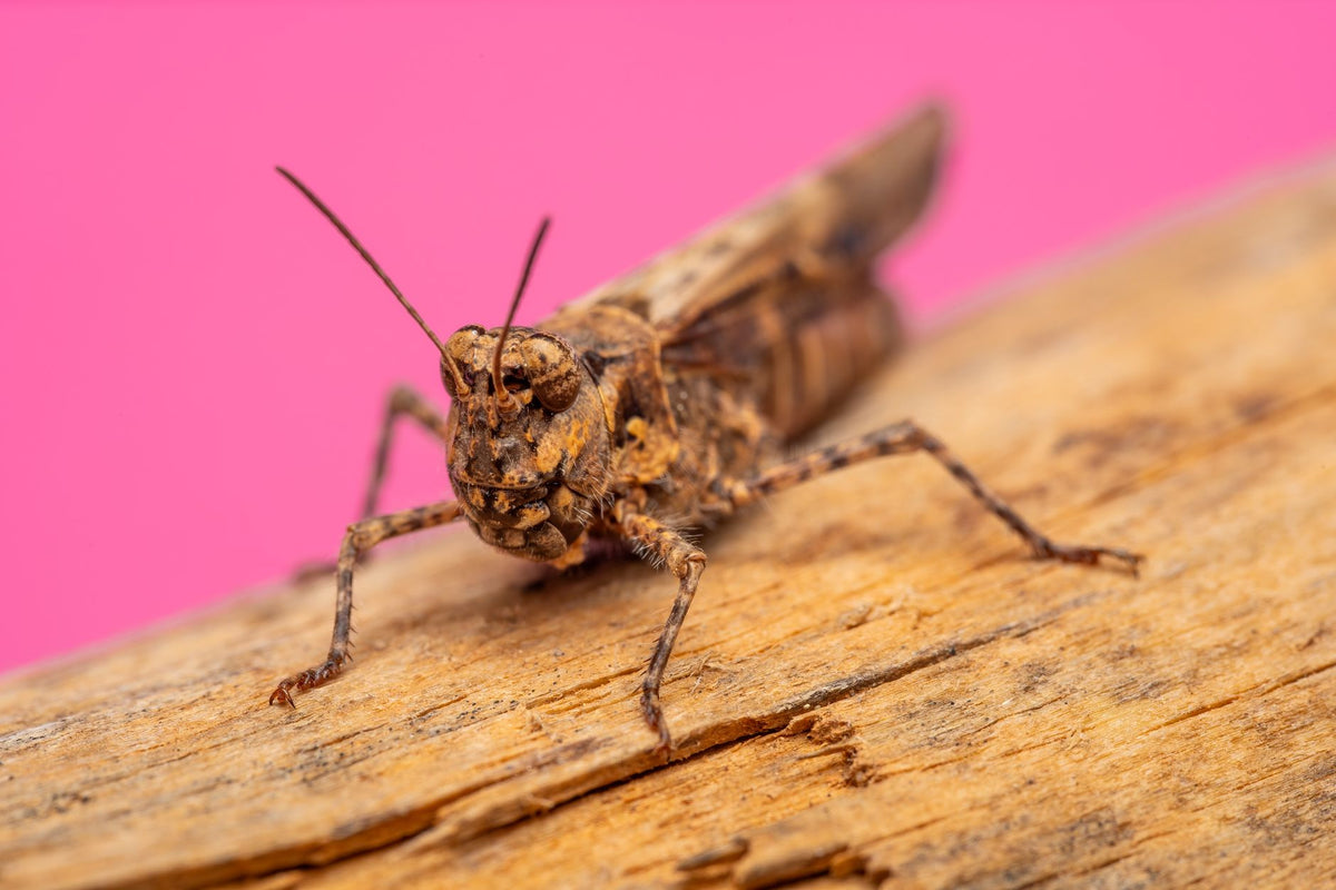 Get crisp close-ups of insects on a moving trail — featured