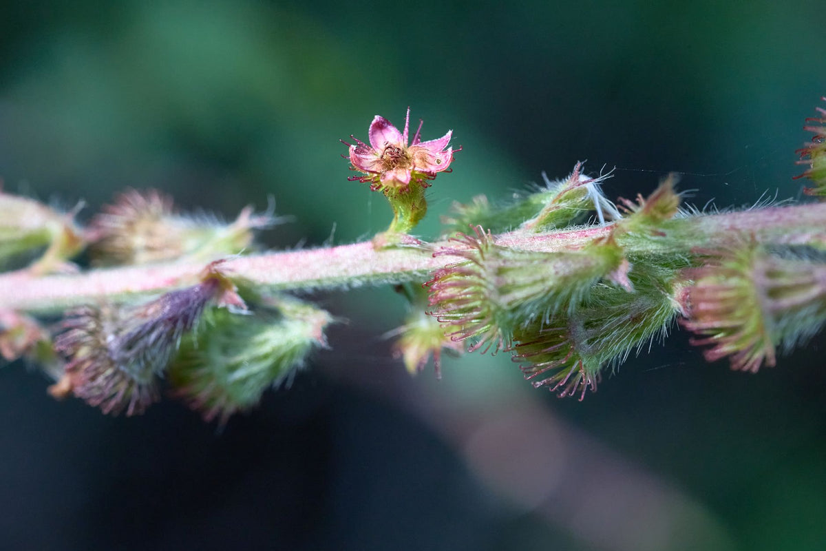 Tiny flowers, huge detail: how to stay steady on a trail — featured