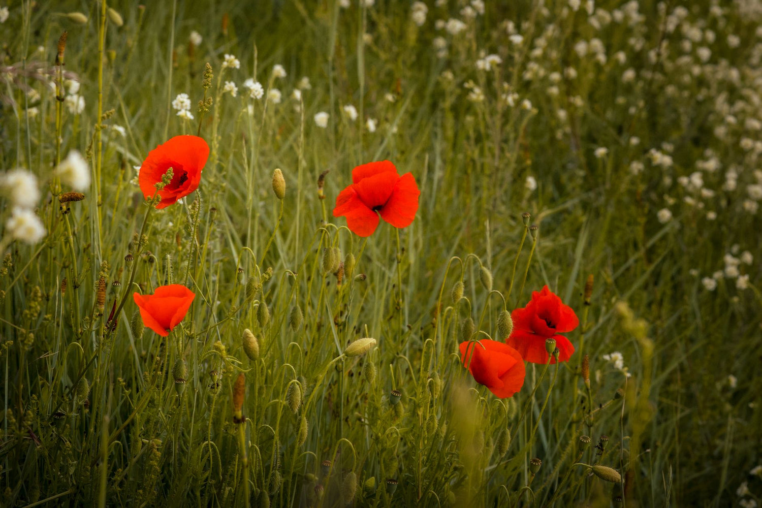 How to photograph wildflowers without flattening the scene — featured