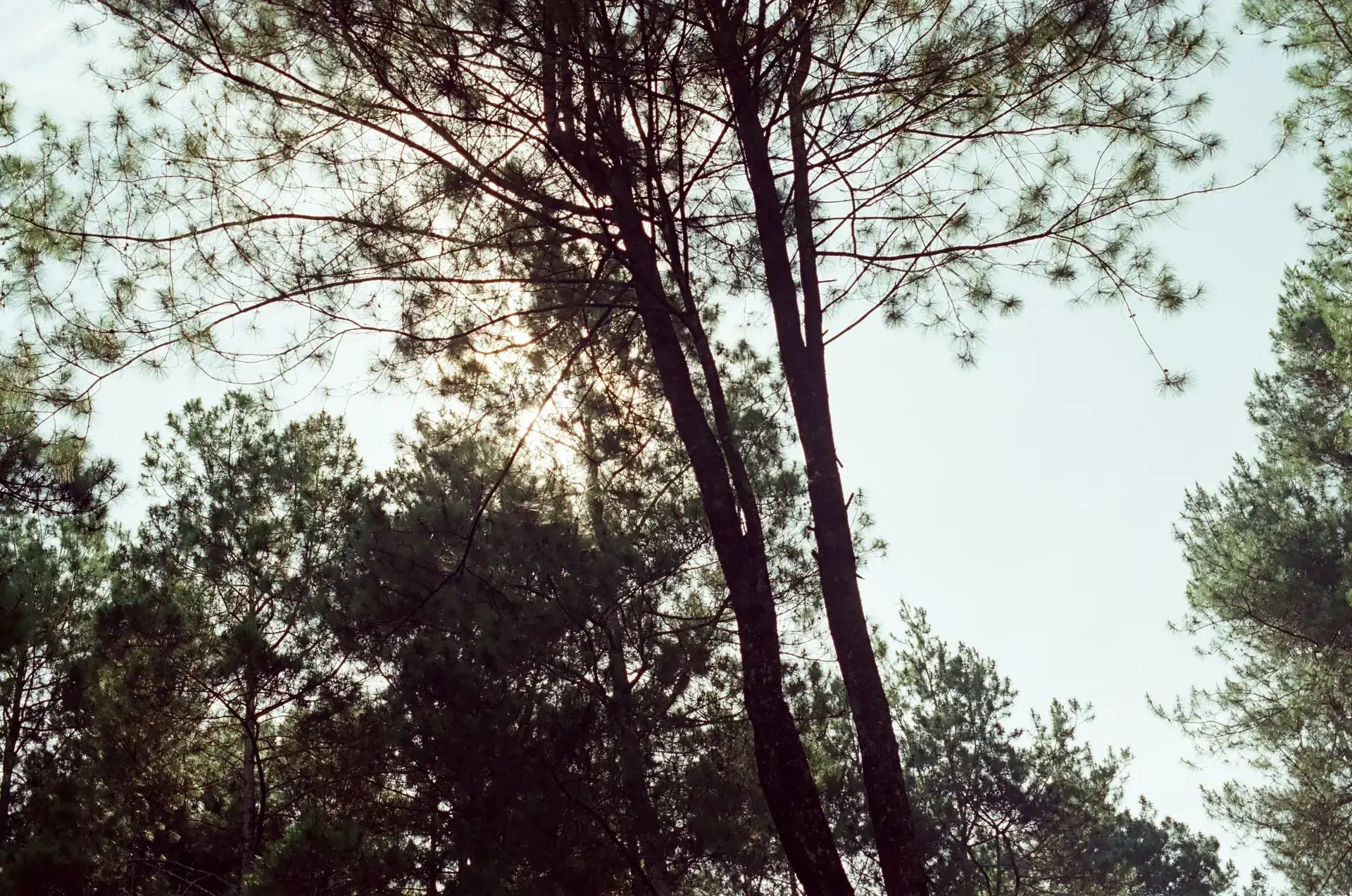 Why Analog Is Surging Among Travelers and How to Shoot It in 2026